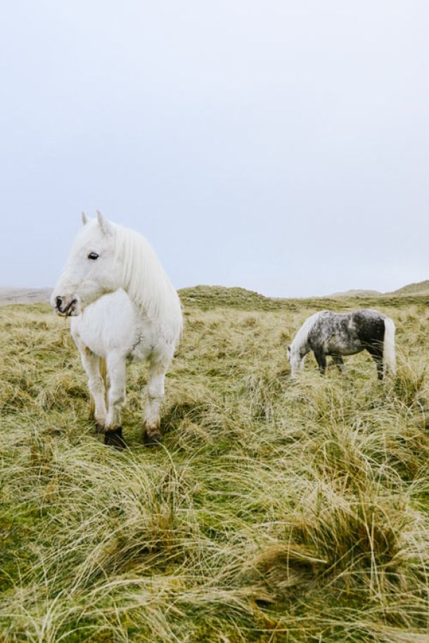 Reisefotografie Schottland, Pferde